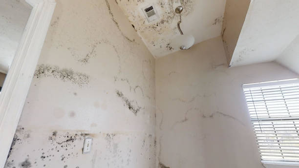 Best Basement Mold Removal  in Shelby, MT
