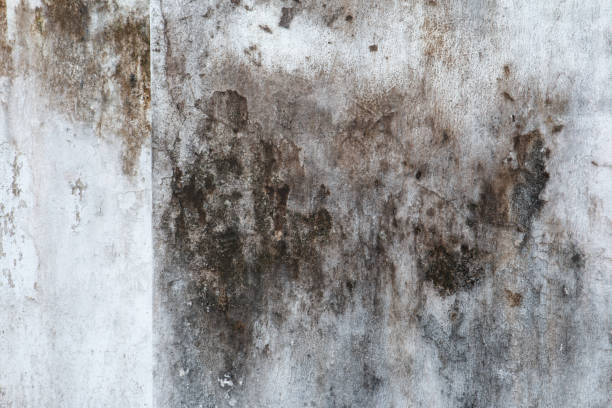 Shelby, MT Mold Removal Company