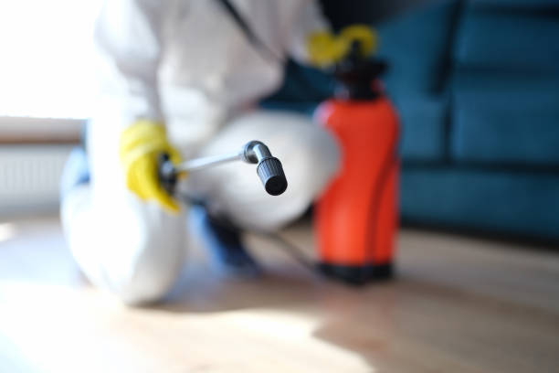 Best Black Mold Removal  in Shelby, MT