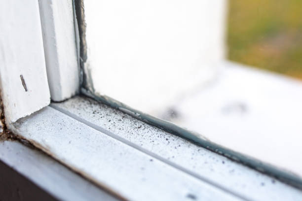Best Mold Documentation for Insurance Claims  in Shelby, MT