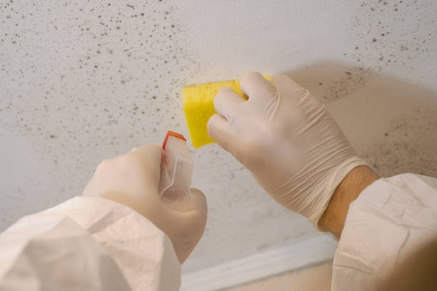 Best Environmental Consulting for Mold Prevention  in Shelby, MT
